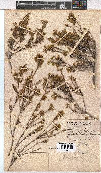 Erica thunbergii image