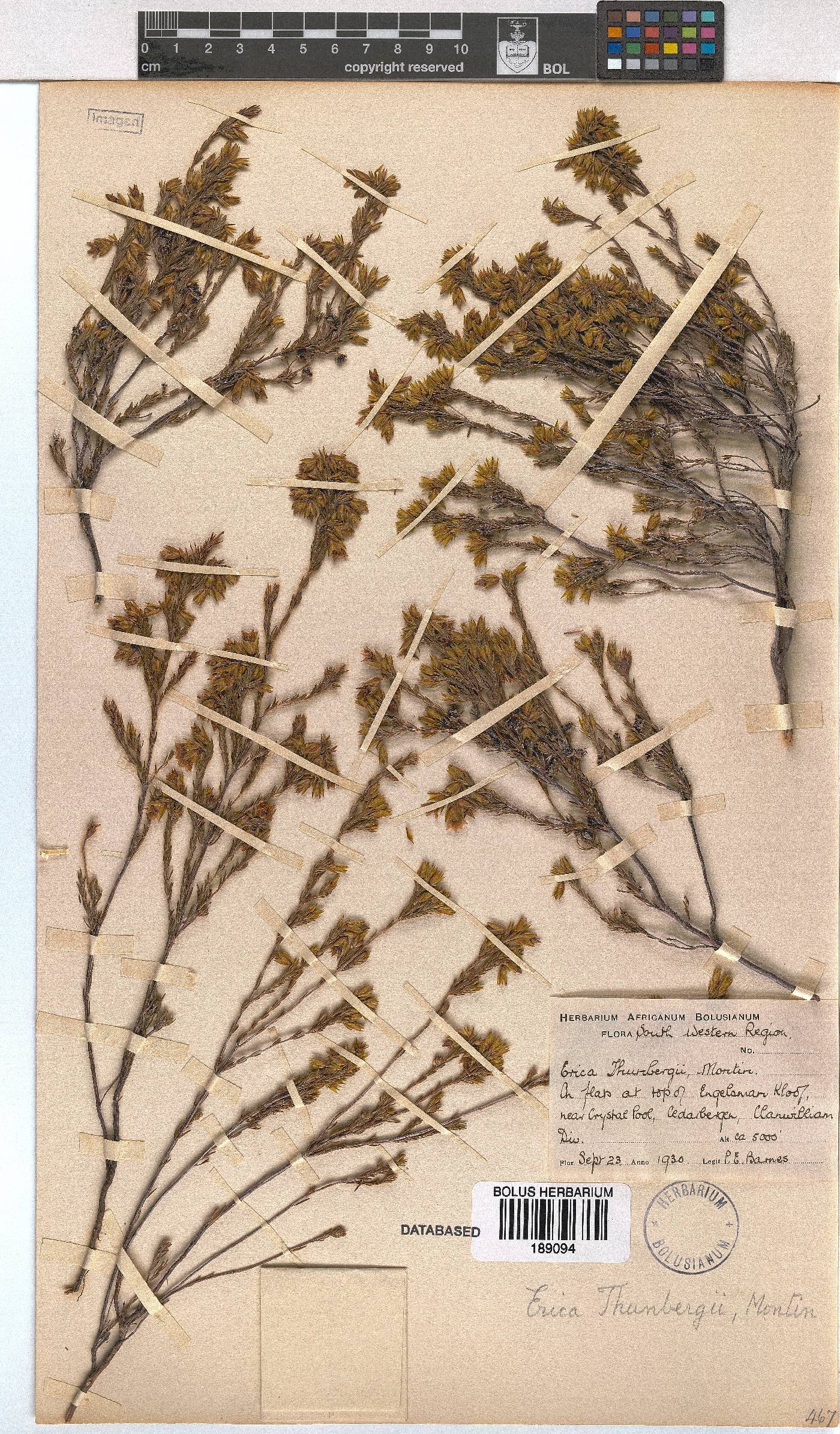 Erica thunbergii image