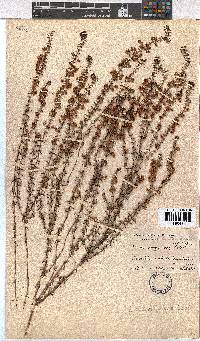 Erica corydalis image