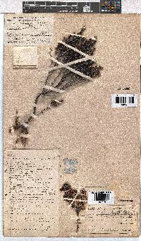 Erica corydalis image