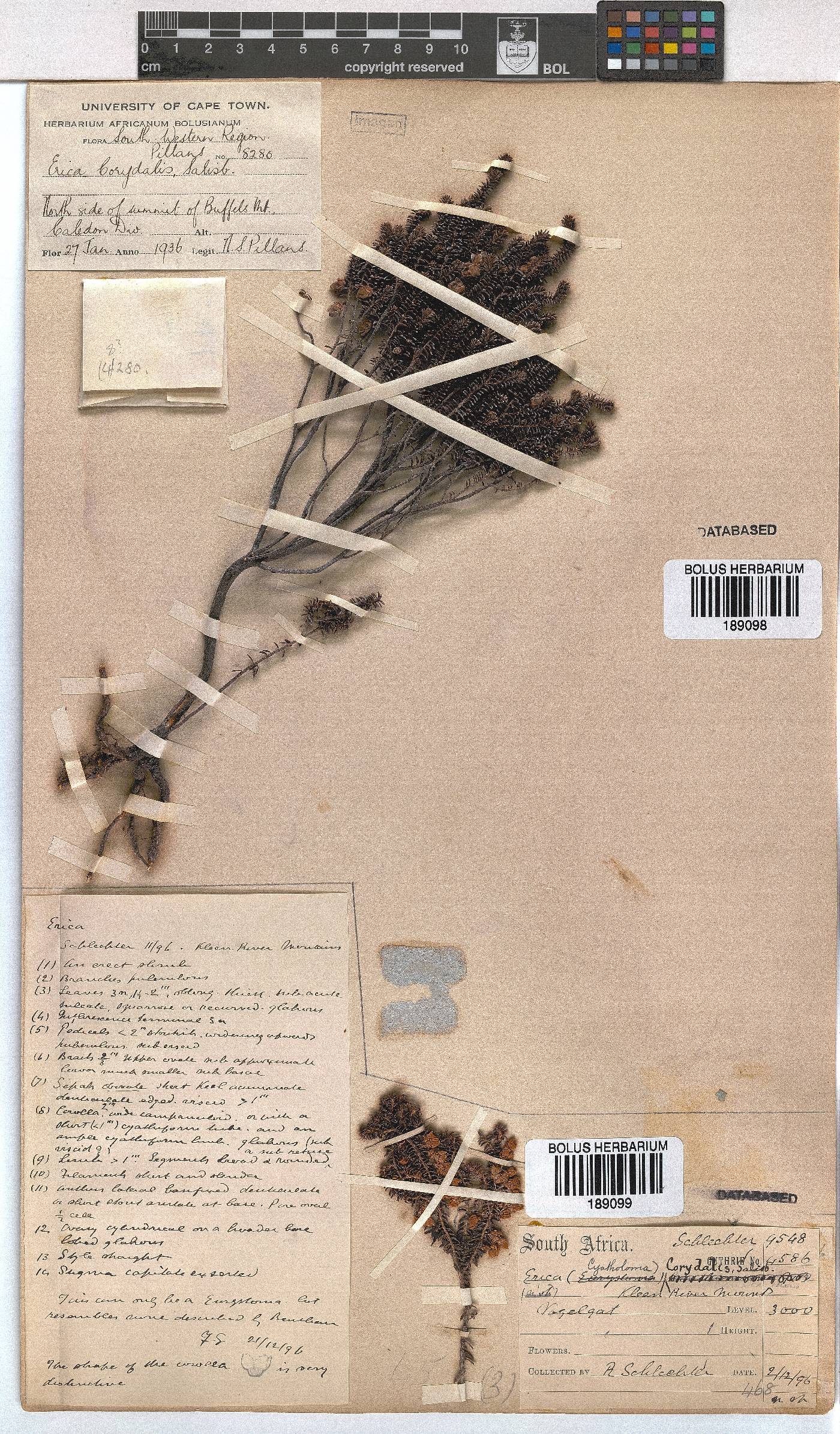 Erica corydalis image