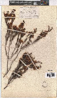 Erica corydalis image