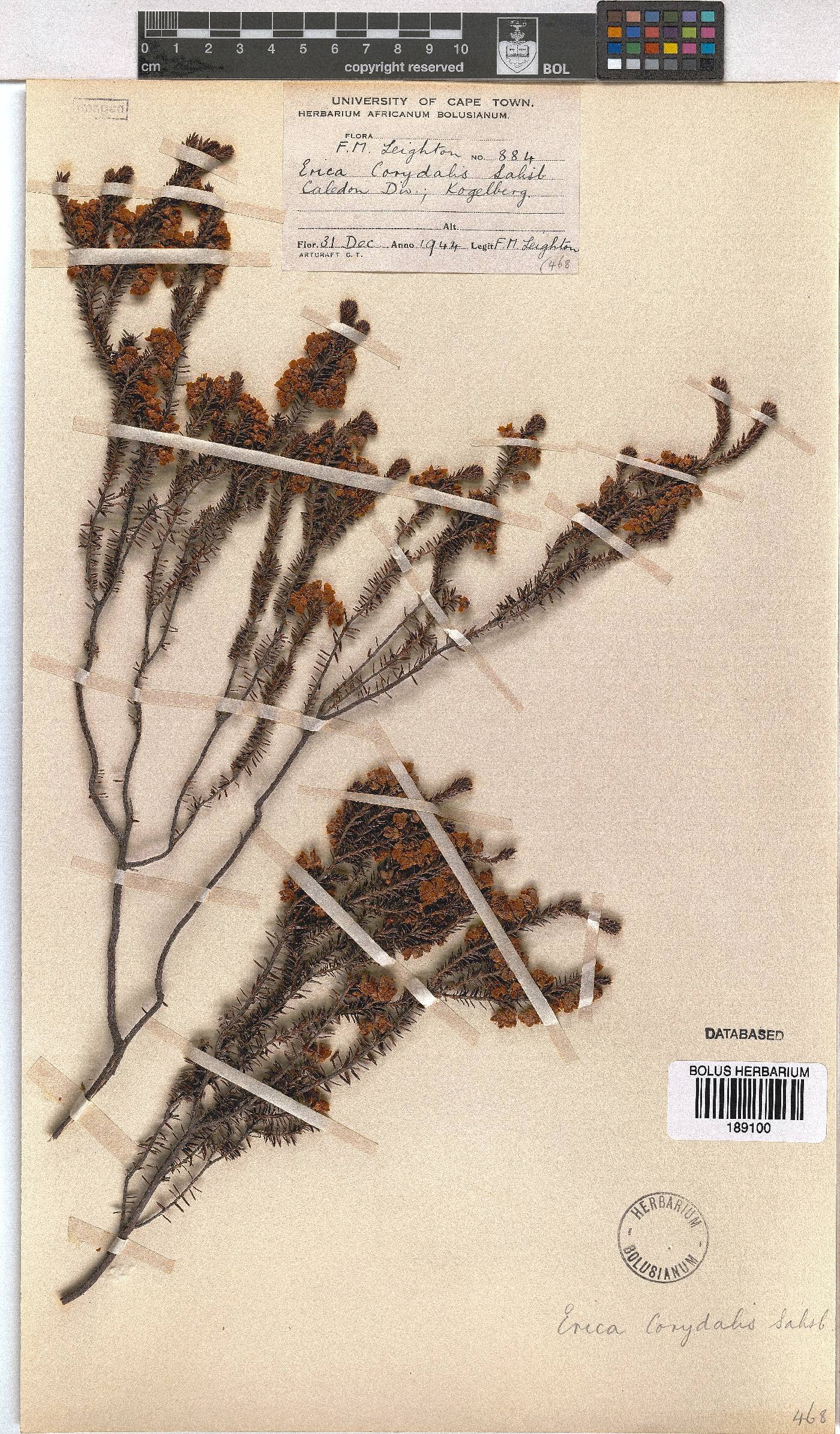 Erica corydalis image