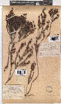 Erica corydalis image