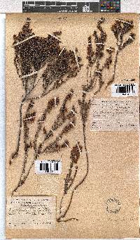 Erica corydalis image