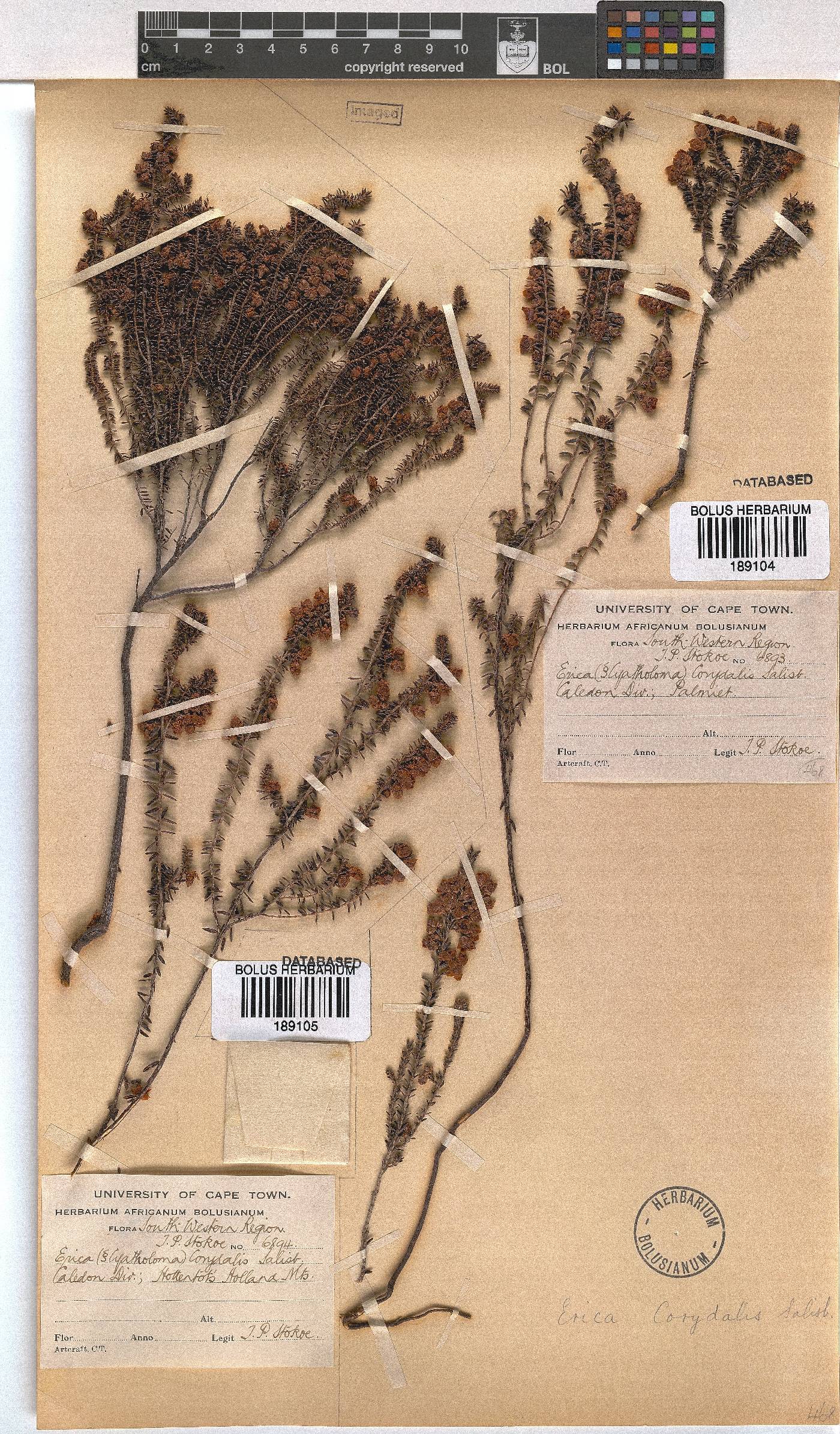 Erica corydalis image