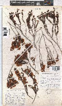 Erica corydalis image