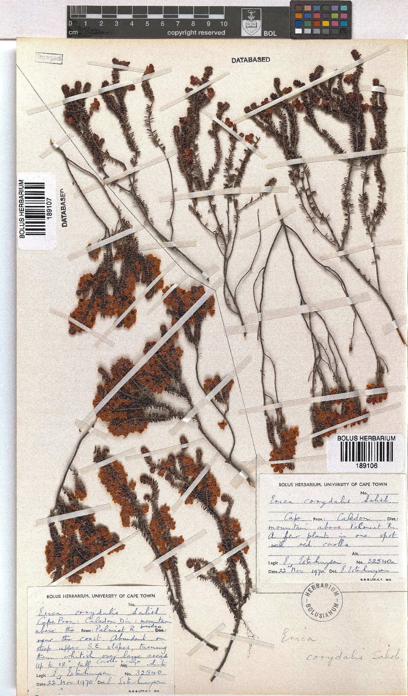 Erica corydalis image