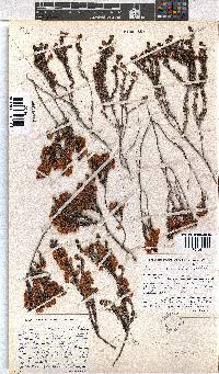 Erica corydalis image