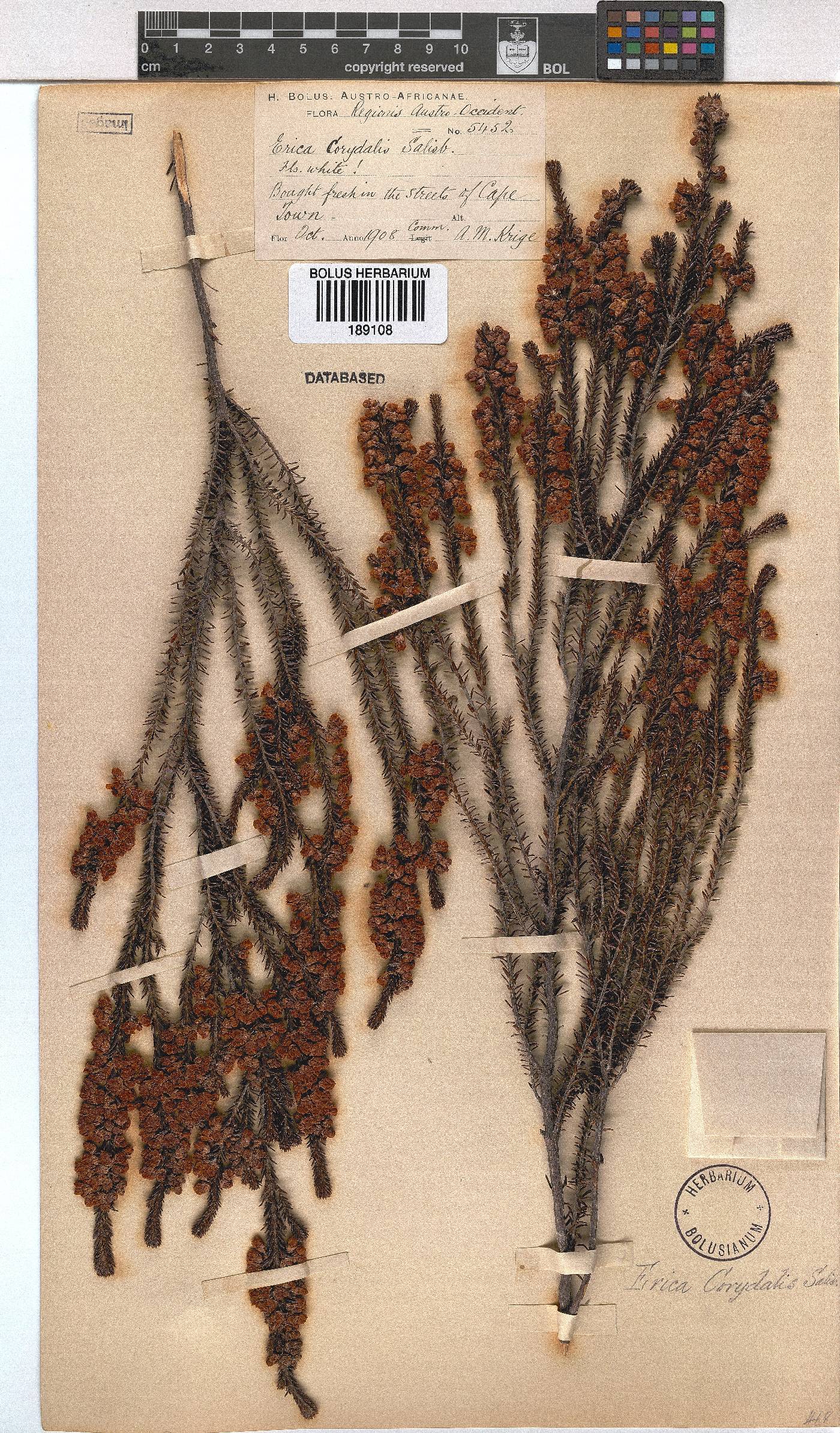 Erica corydalis image