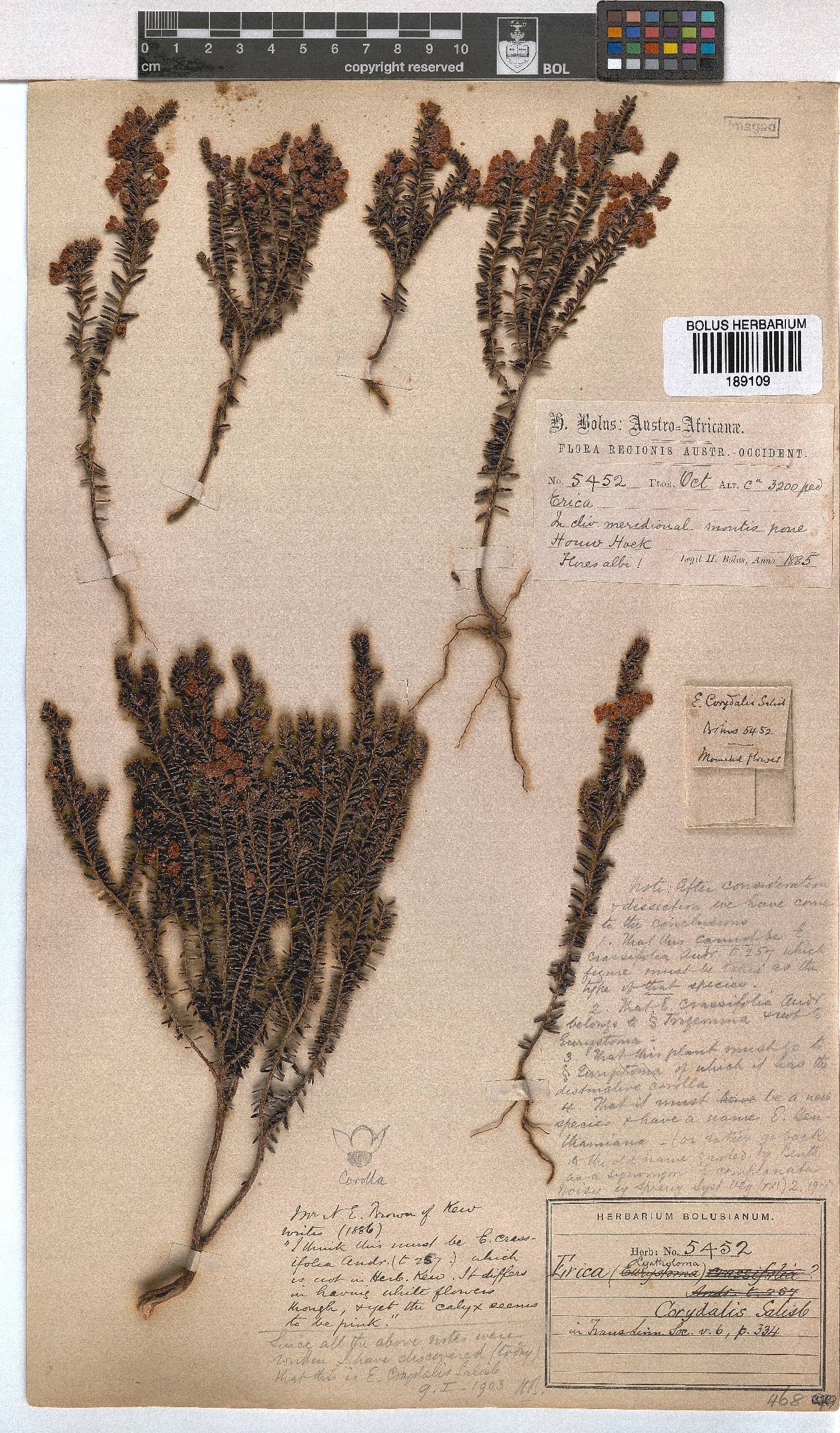 Erica corydalis image