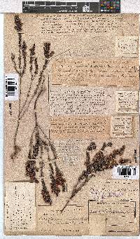 Erica corydalis image