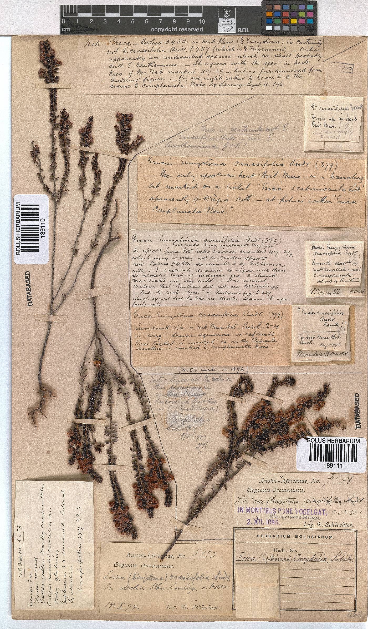 Erica corydalis image