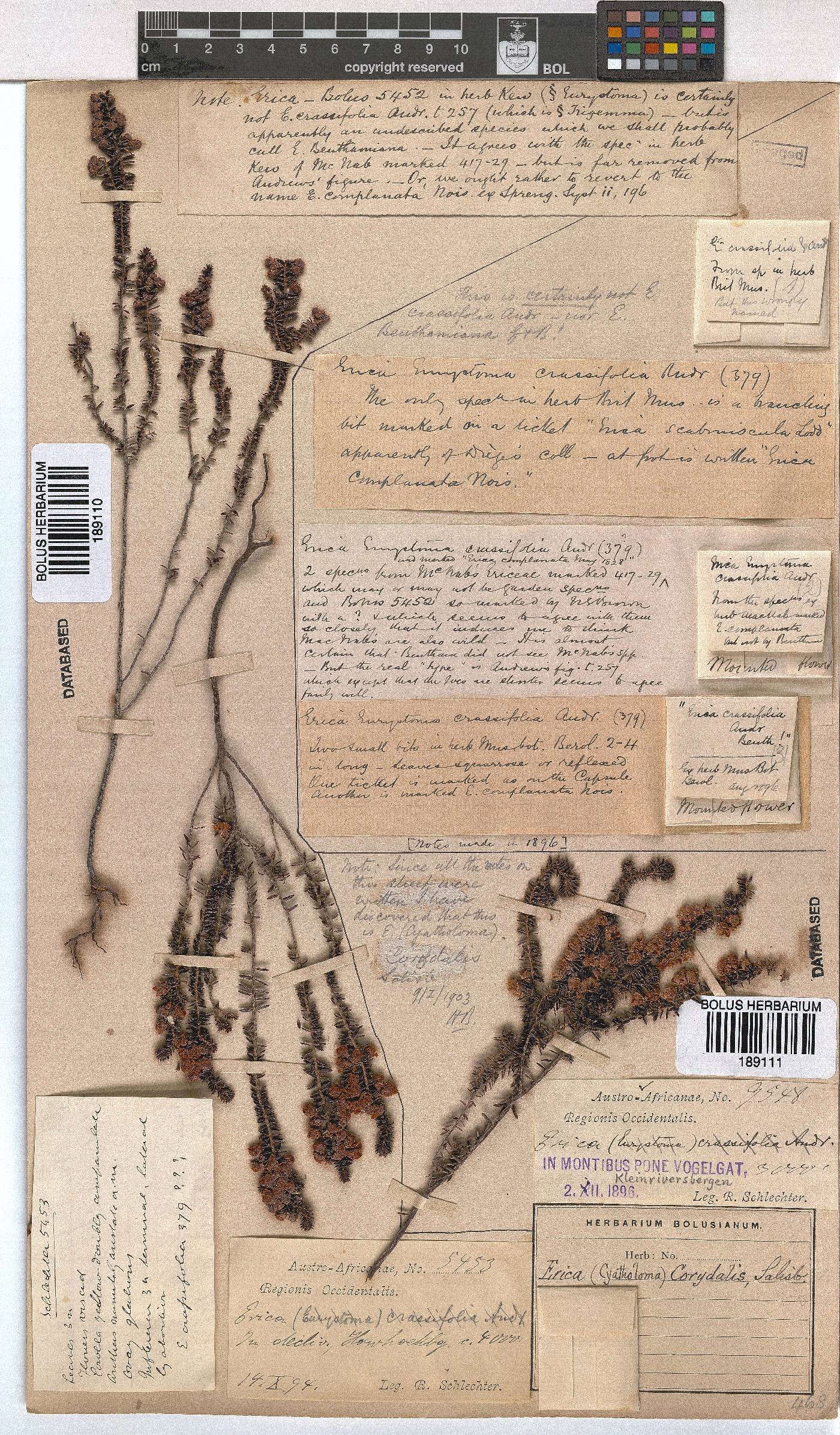 Erica corydalis image