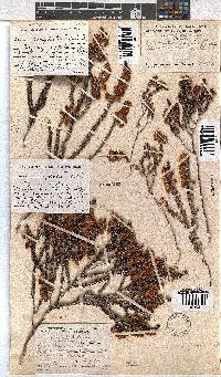 Erica corydalis image