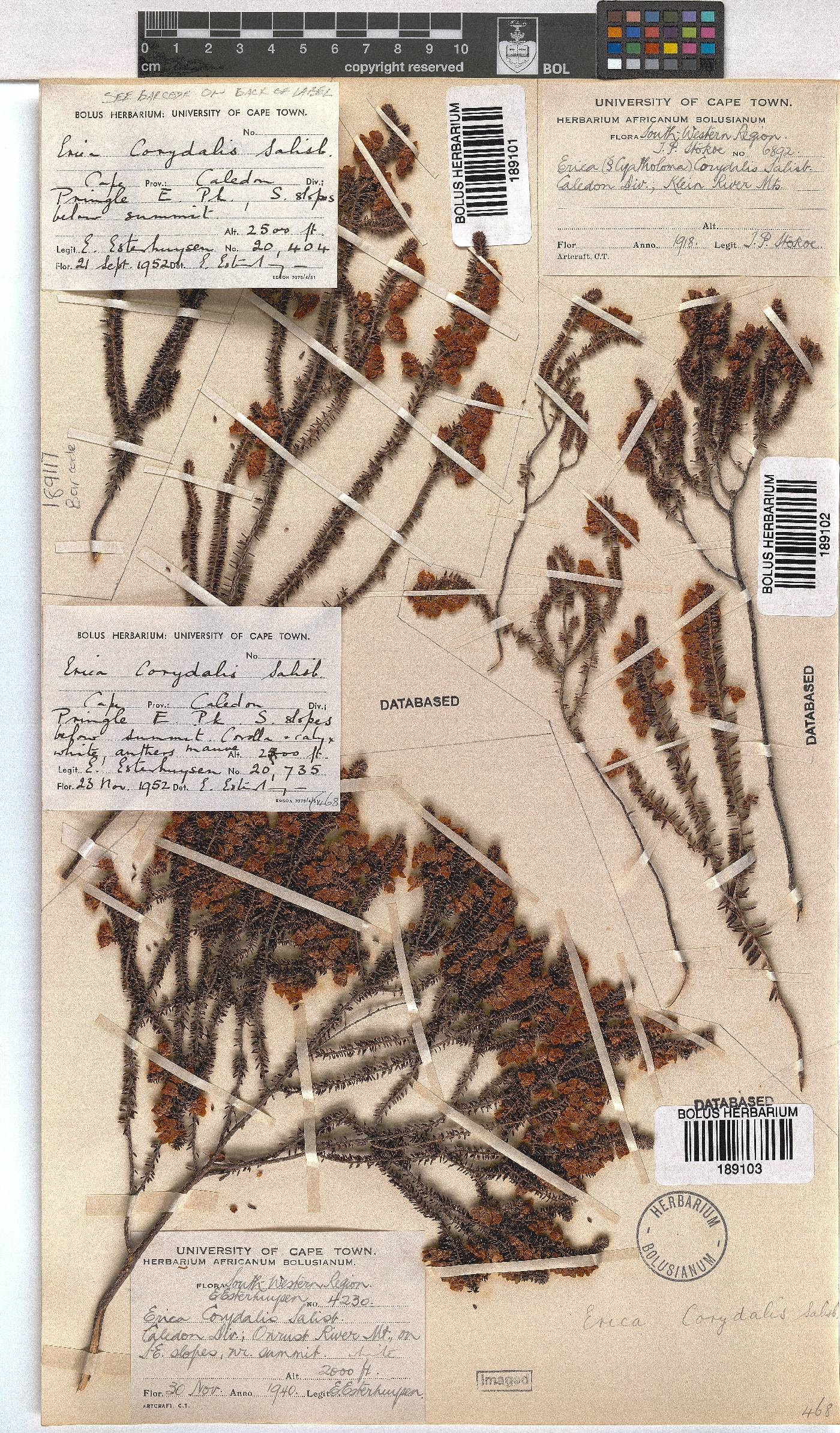 Erica corydalis image