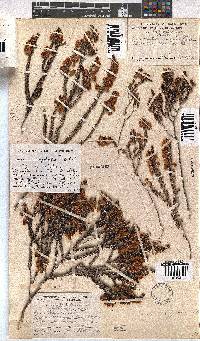 Erica corydalis image