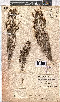 Erica subcapitata image