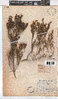 Erica subcapitata image