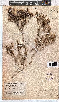 Erica subcapitata image