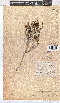 Erica subcapitata image