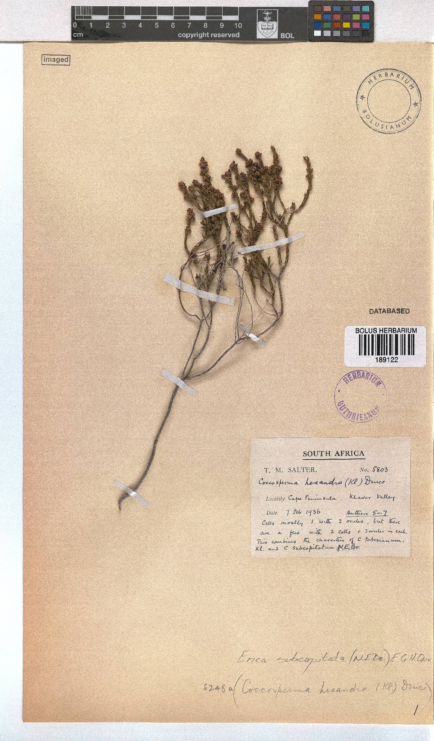 Erica subcapitata image