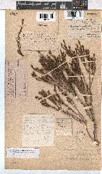 Erica subcapitata image