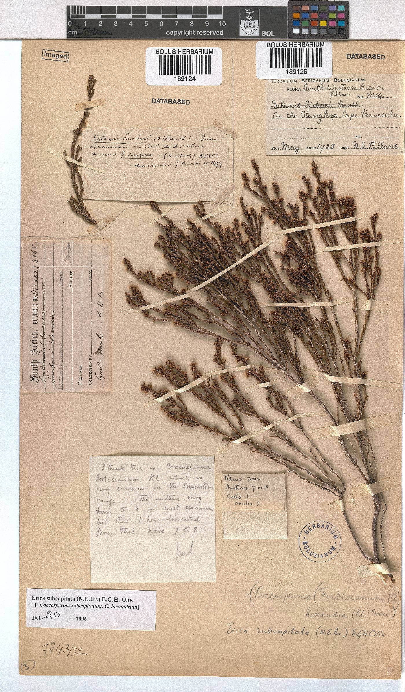 Erica subcapitata image