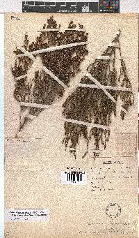 Erica subcapitata image