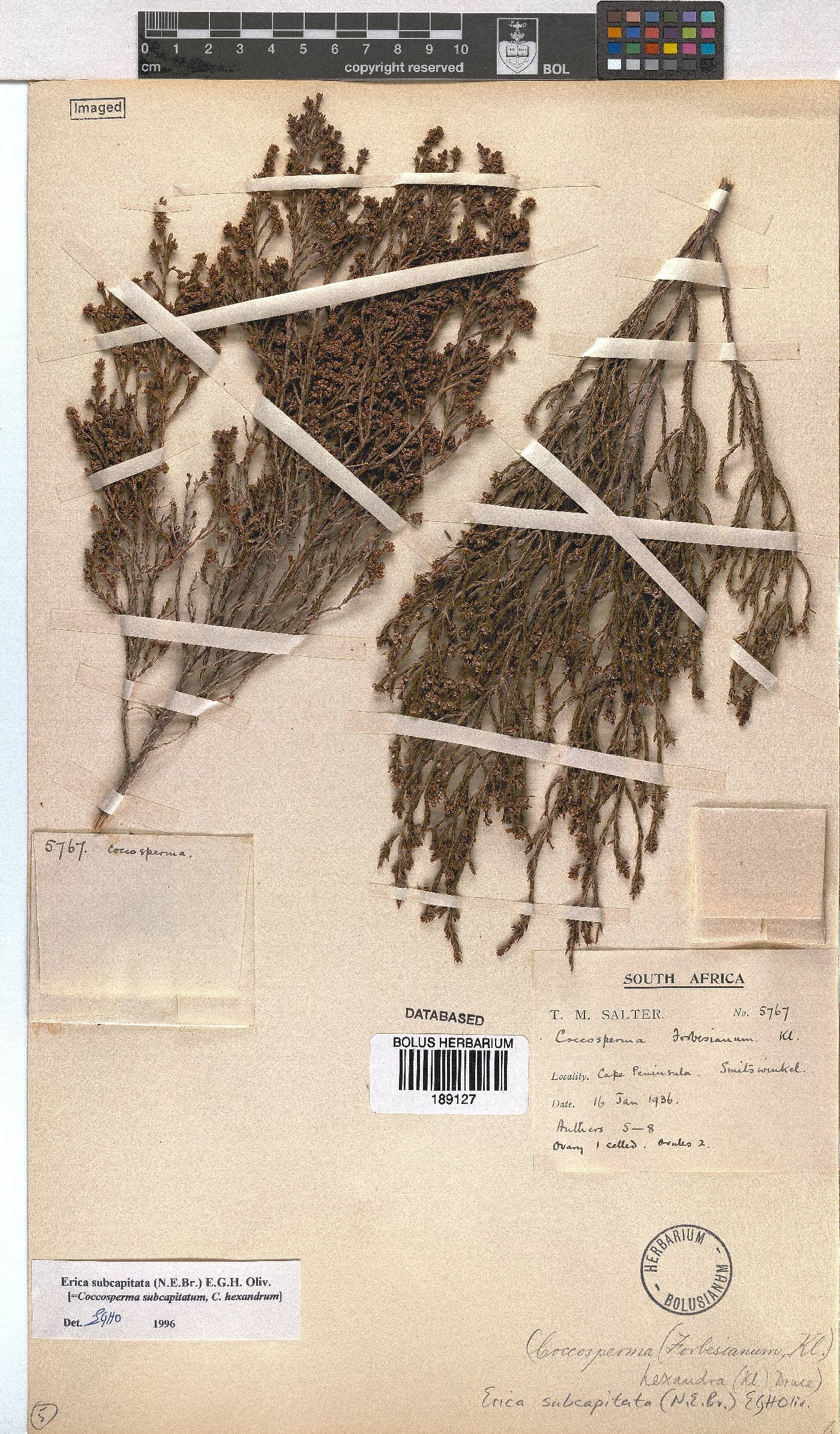 Erica subcapitata image