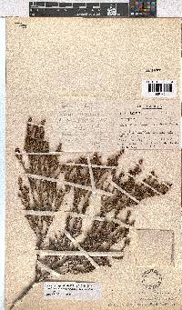 Erica subcapitata image