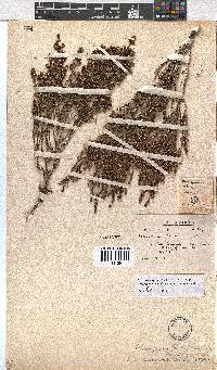 Erica subcapitata image