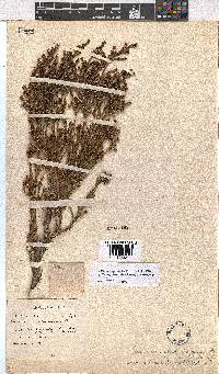 Erica subcapitata image