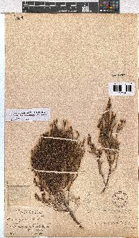 Erica subcapitata image