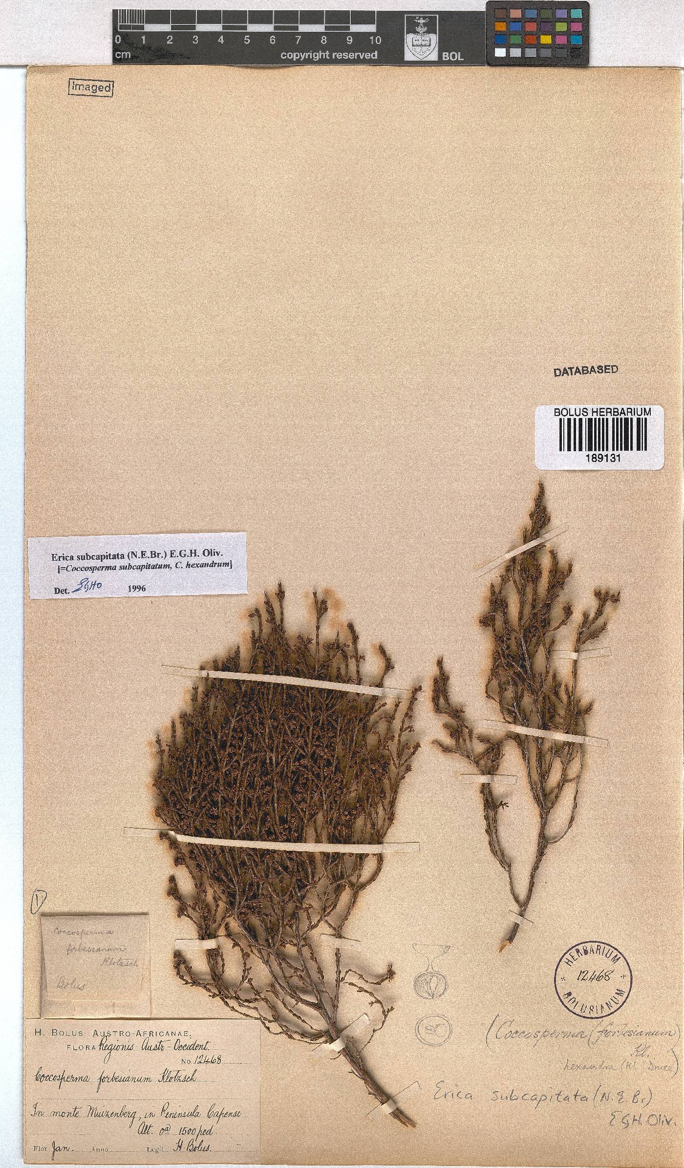 Erica subcapitata image