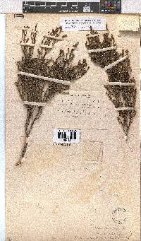 Erica subcapitata image