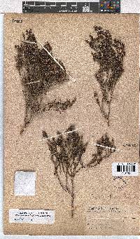 Erica subcapitata image