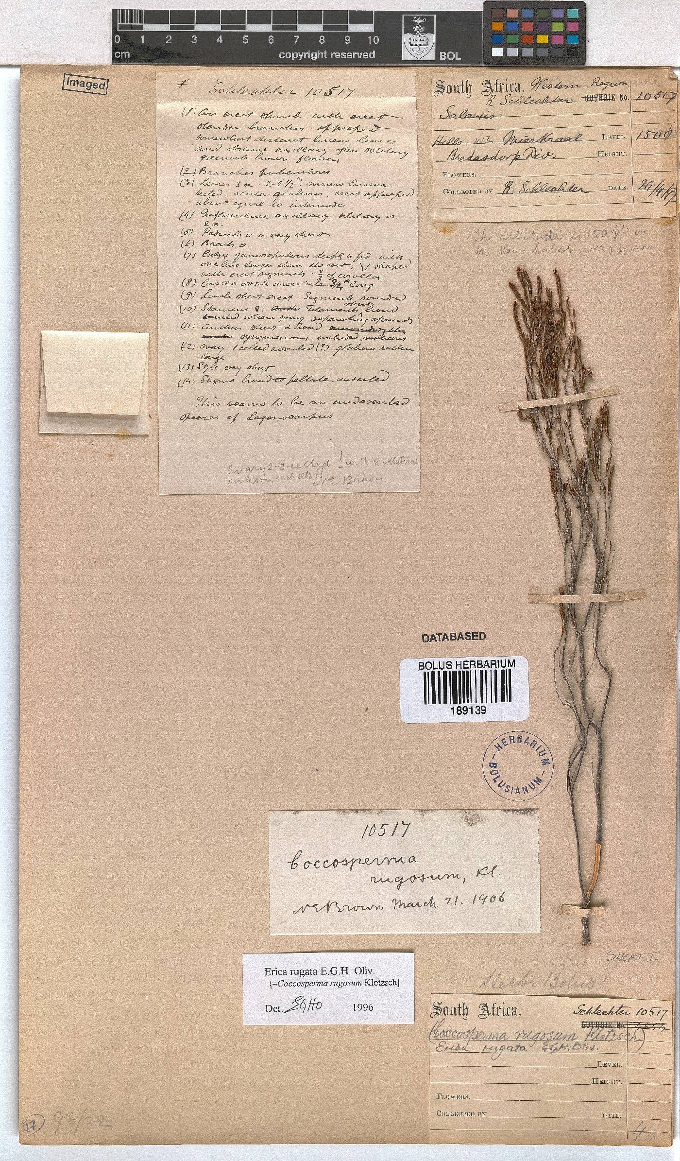 Erica rugata image