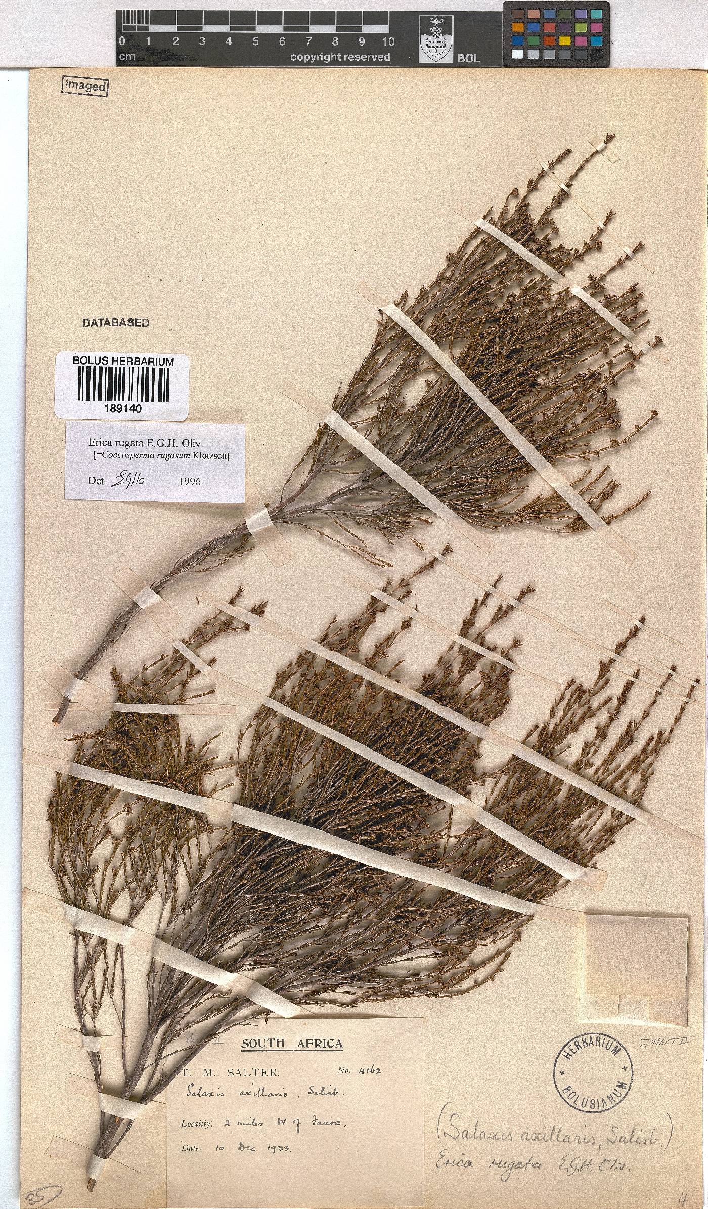 Erica rugata image