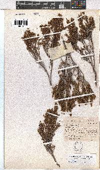 Erica areolata image