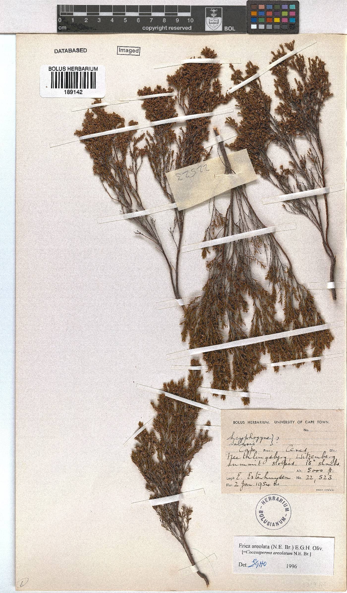 Erica areolata image