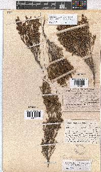 Erica areolata image