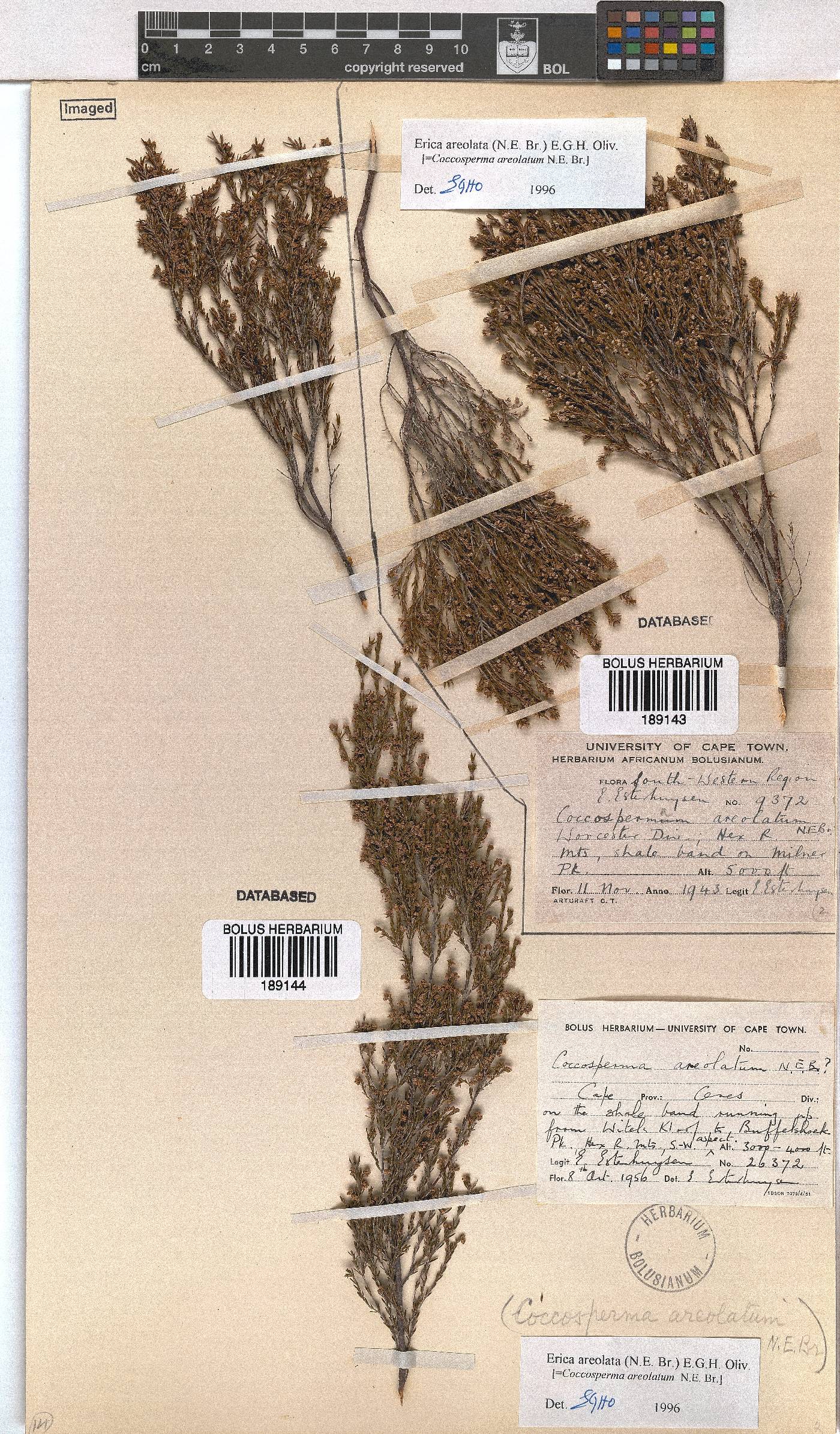 Erica areolata image