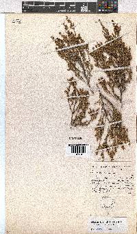 Erica areolata image