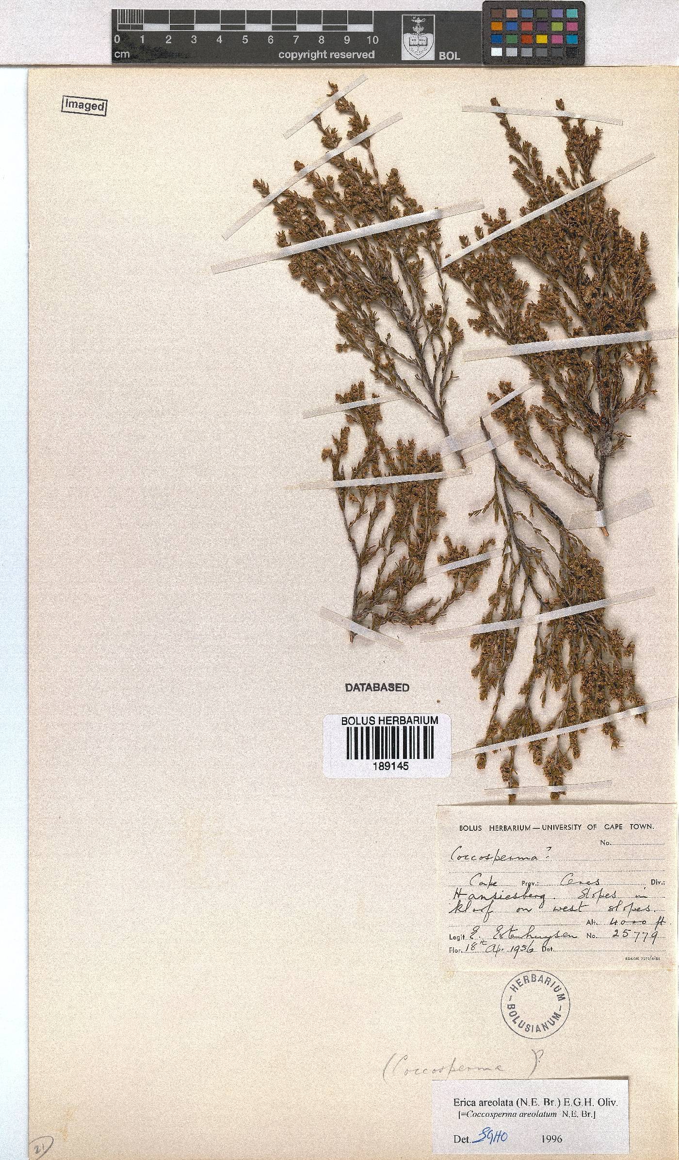 Erica areolata image