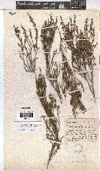 Erica areolata image