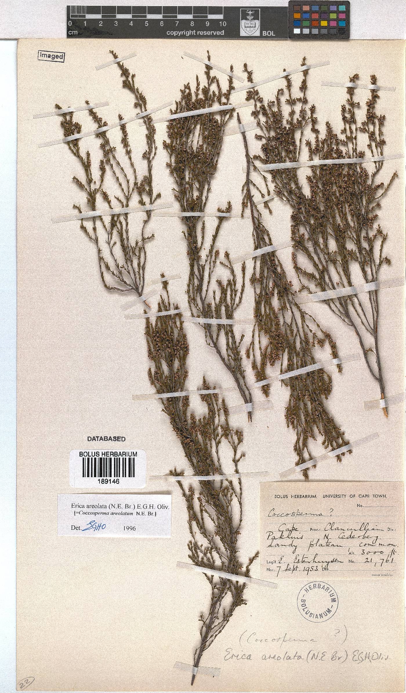 Erica areolata image