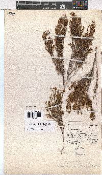 Erica areolata image