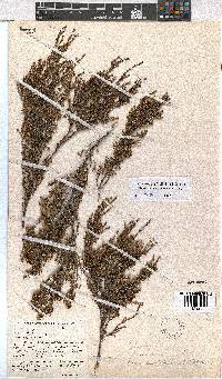 Erica areolata image