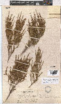 Erica areolata image